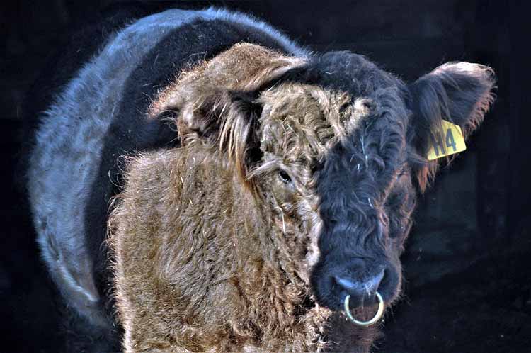 brown banded steer